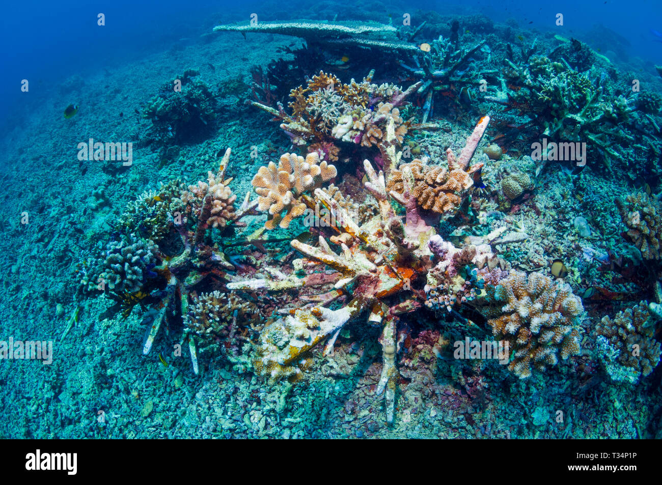 Reef artificiale. Questi impulso breve 'eco barriere coralline' sono progettati per stabilizzare il coral macerie sulle barriere coralline danneggiate, dando coralli duri la possibilità di crescere. Bunaken Foto Stock