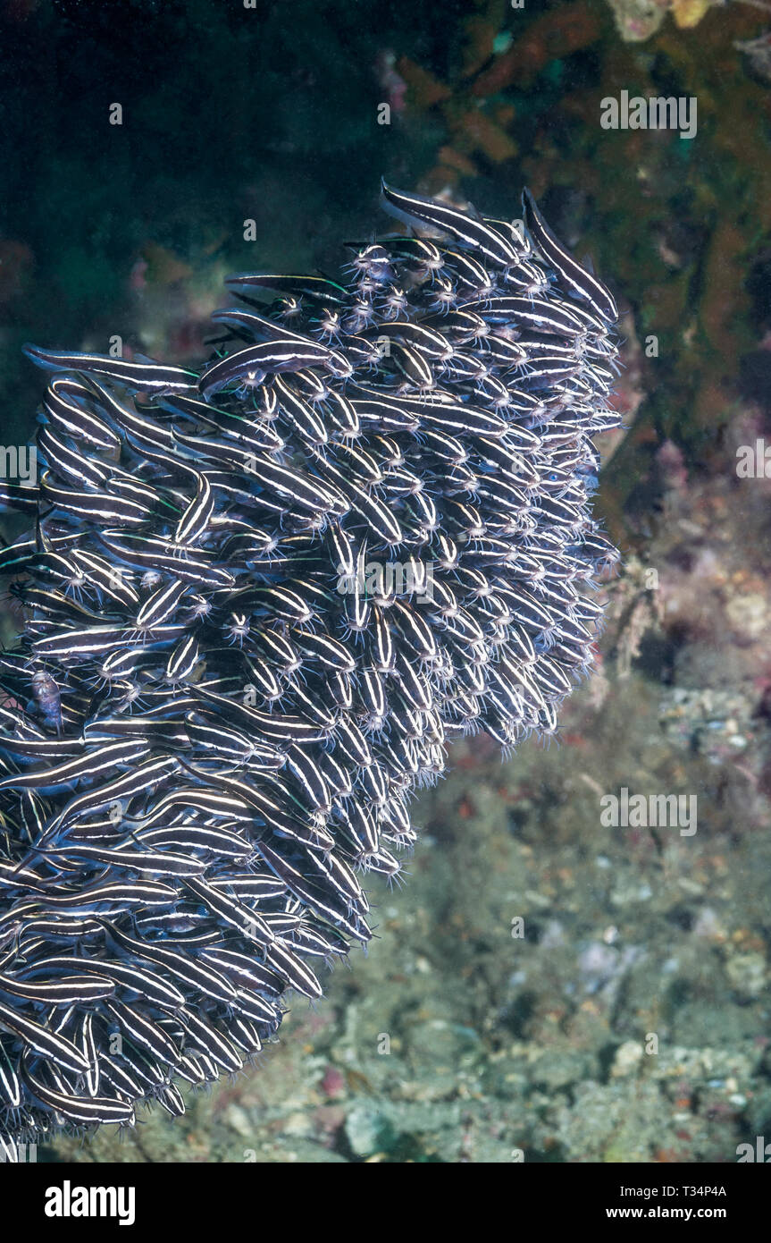 Fiancheggiata catfish [Plutosus lineatus] nella scuola di densa. Papua Nuova Guinea. Indo-West pacifico. Foto Stock