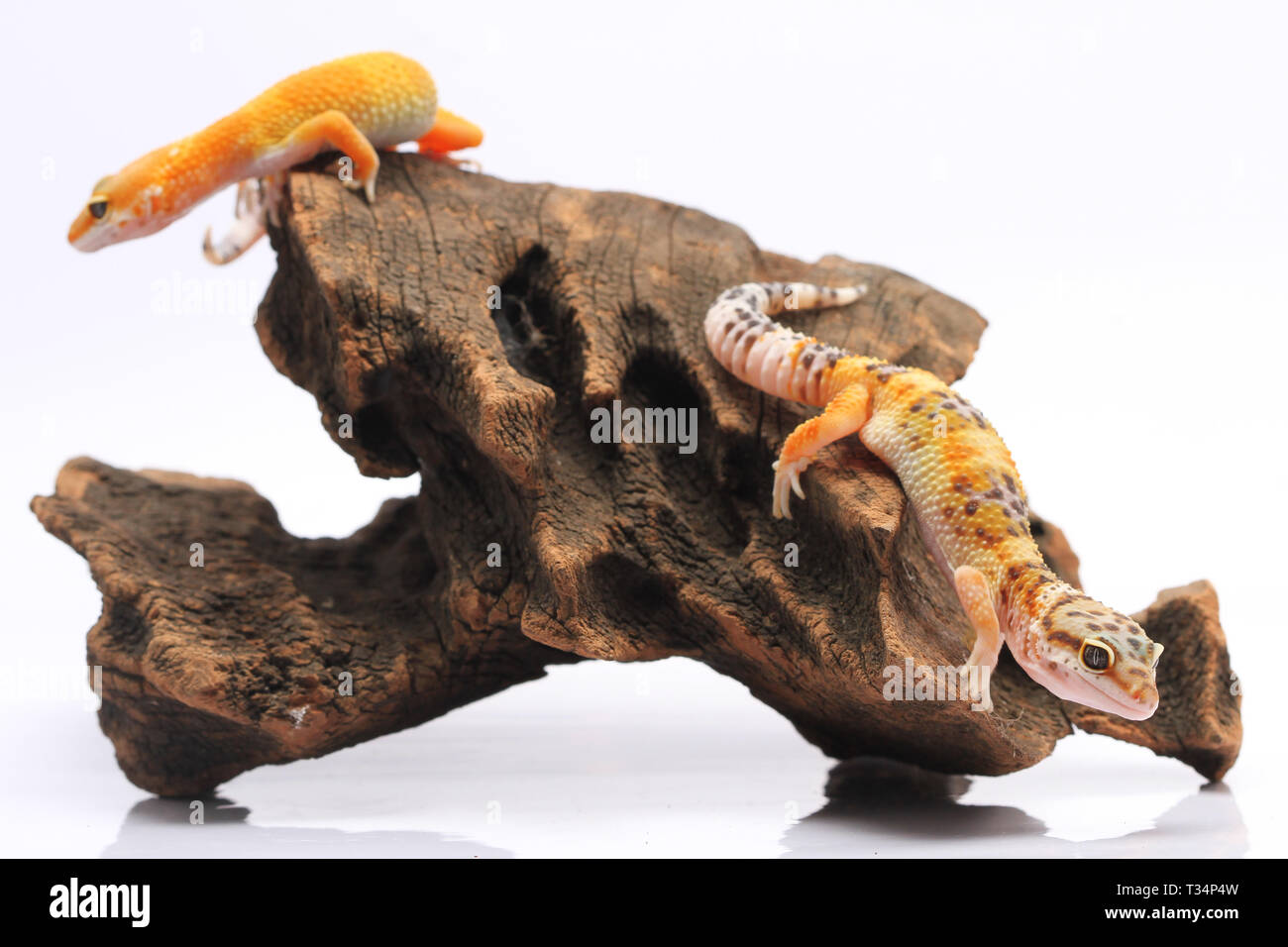 Due gechi Leopard su un pezzo di legno, Indonesia Foto Stock
