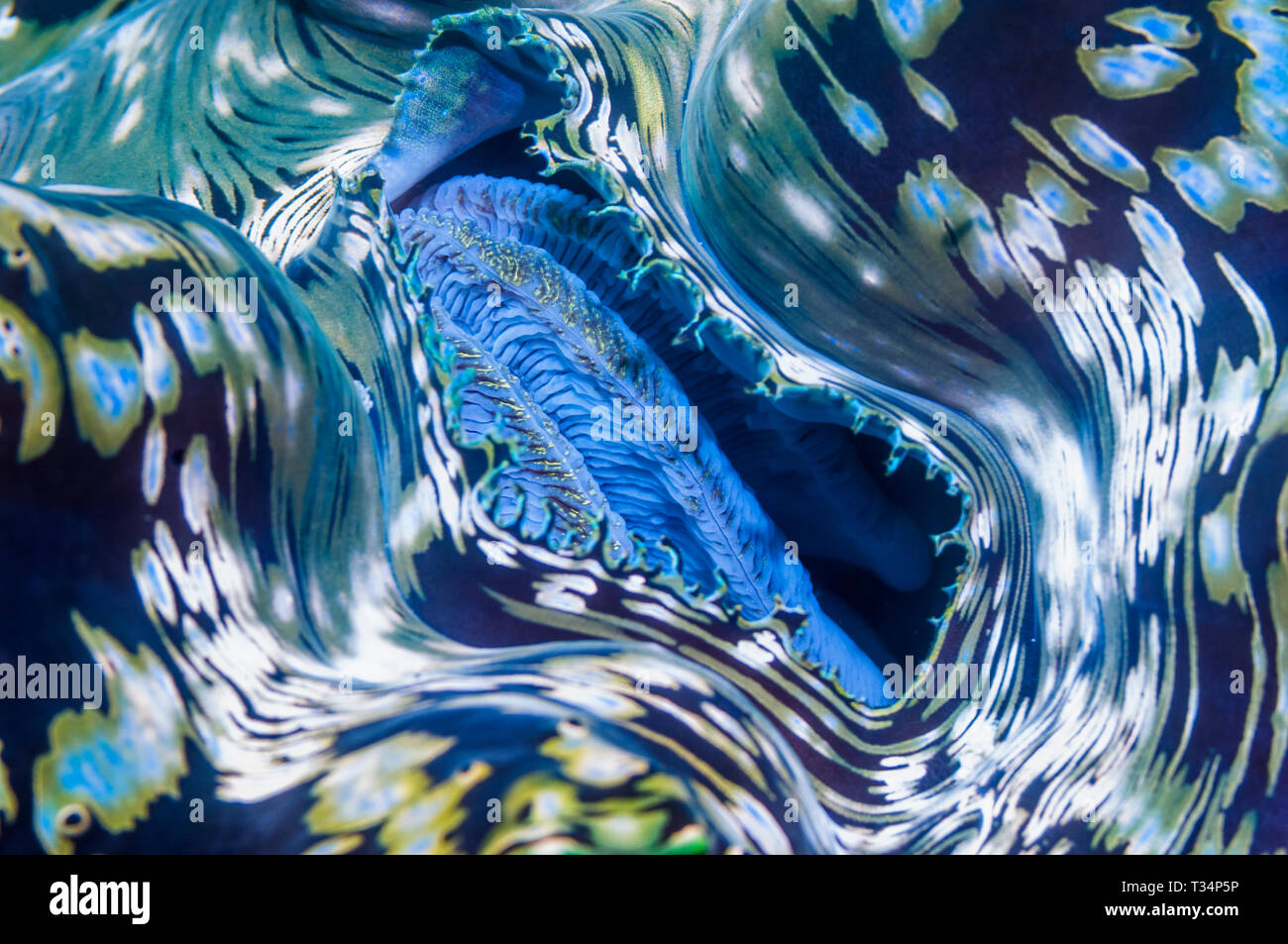 Incurrent sifone o inalante sifone di mordente. Nord Sulawesi, Indonesia. Indo-West pacifico. Foto Stock