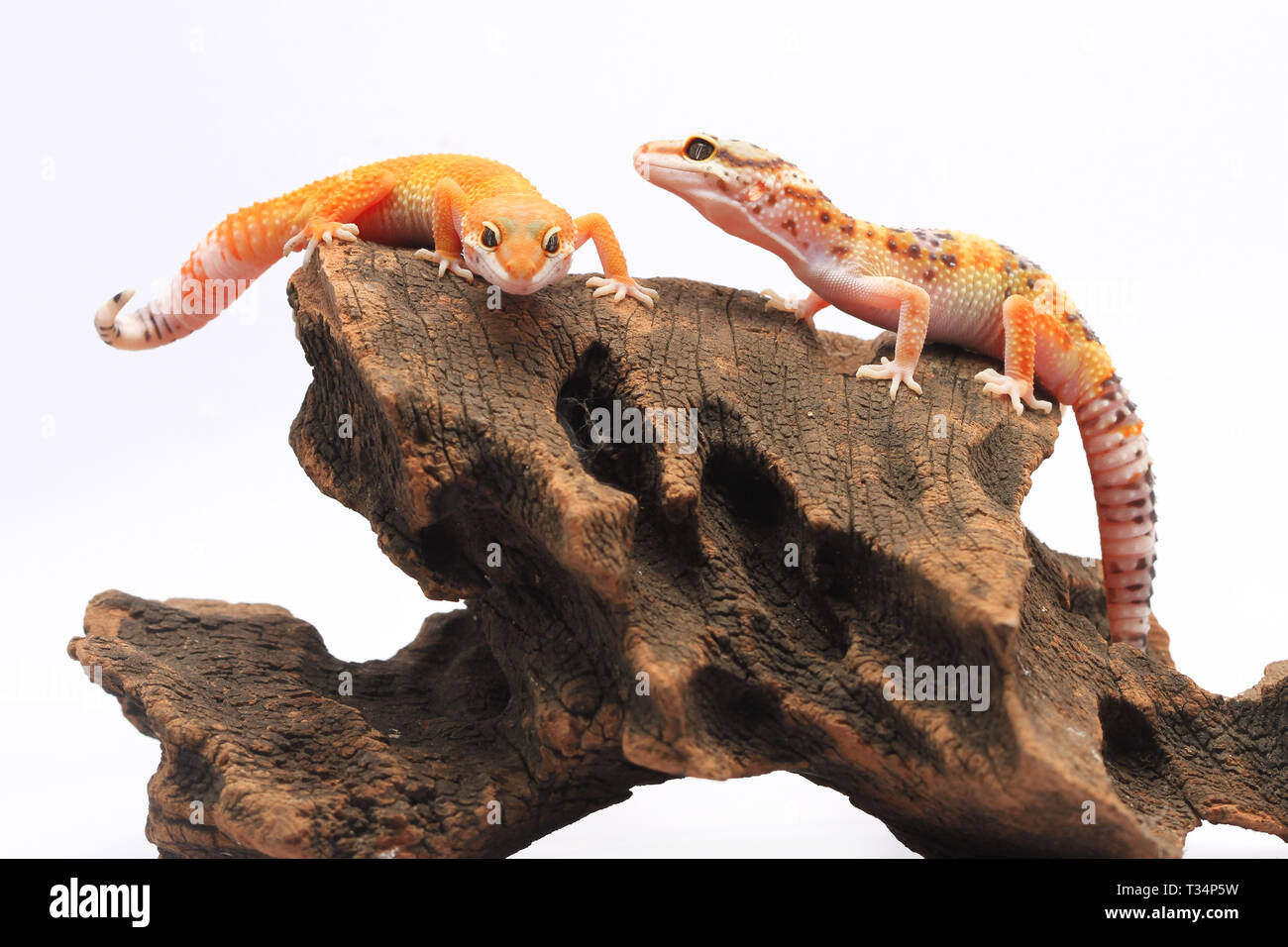 Due gechi Leopard su un pezzo di legno, Indonesia Foto Stock