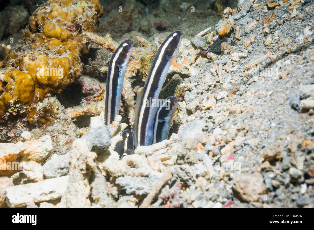 Bavose trusty [Pholidichthys leucotaenia] novellame emergente dal nido. Foto Stock