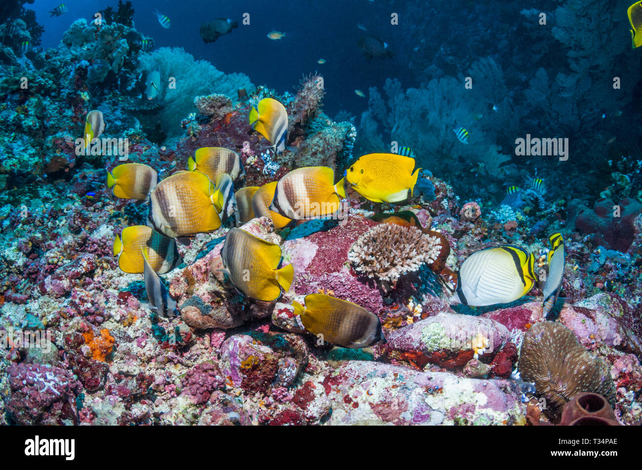 Klein, butterflyfish un vagabondo butterflyfish [Chaetodon vagabundus] e una a tre spot angelfish [Apolemichthys trimaculatus] sulla barriera corallina. Ad Ambon, Foto Stock
