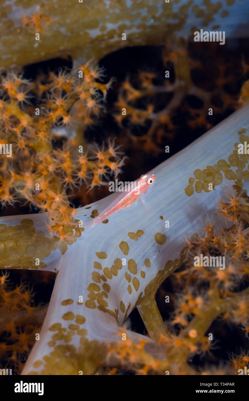 E Triplefin flatworms su soft coral. Indonesia. Foto Stock