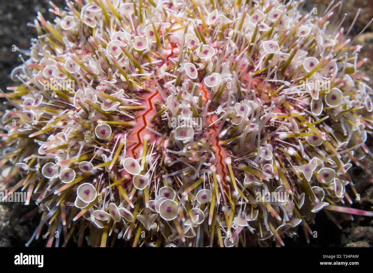 Flower ricci di mare [Toxopneustes pileolus], mostrando il venemous pedicillariae]. Nord Sulawesi, Indonesia. Indo-West pacifico. Foto Stock