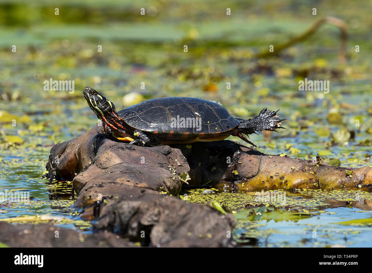 Pittore turtle in New York Foto Stock