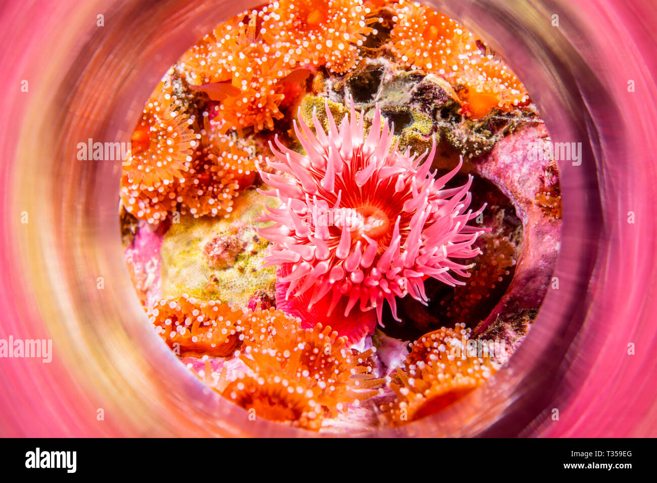 Un rosso anemone proliferanti girato con una telecamera tubo magico per catturare i riflessi degli animali' colore a destra fuori della fotocamera. Foto Stock