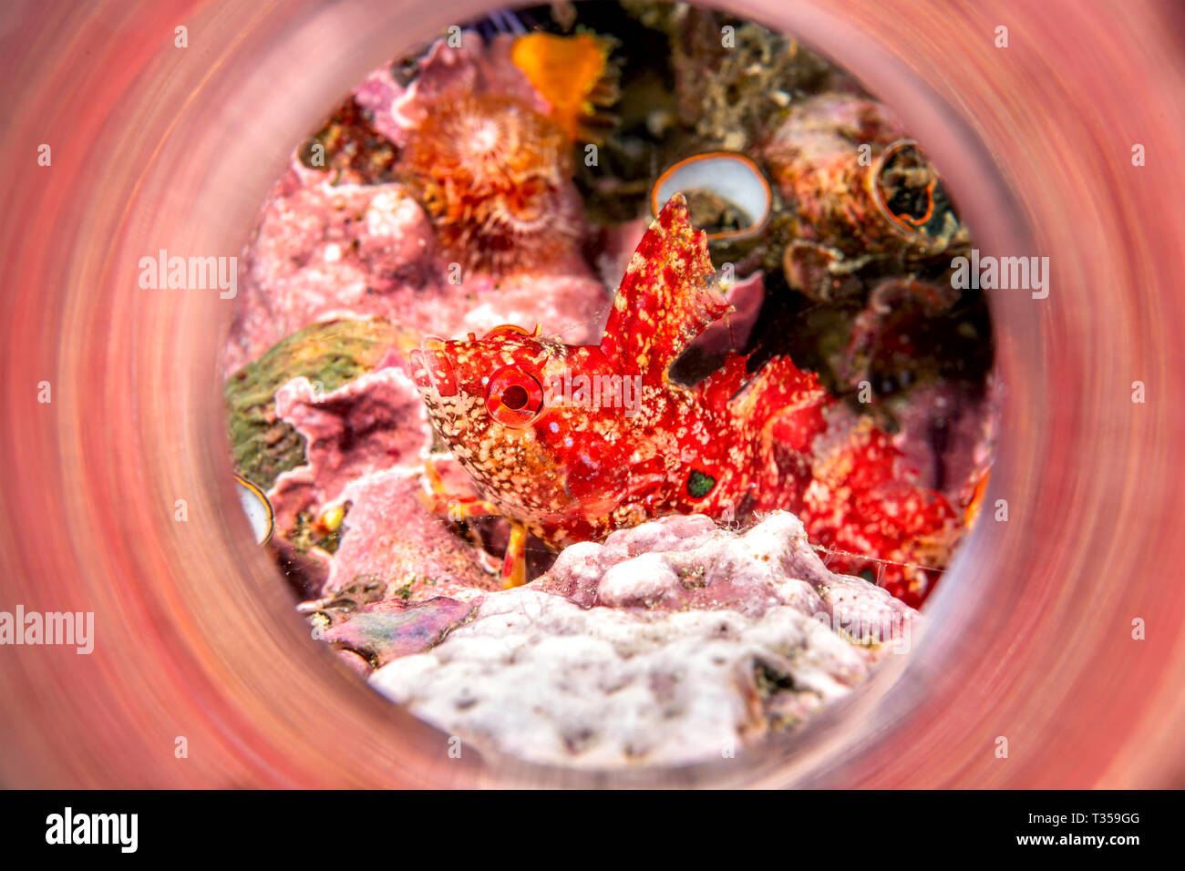 Un piccolo rosso kelpfish interstiziale in un colpo con un tubetto magico per catturare i riflessi degli animali di colore a destra fuori della fotocamera. Foto Stock