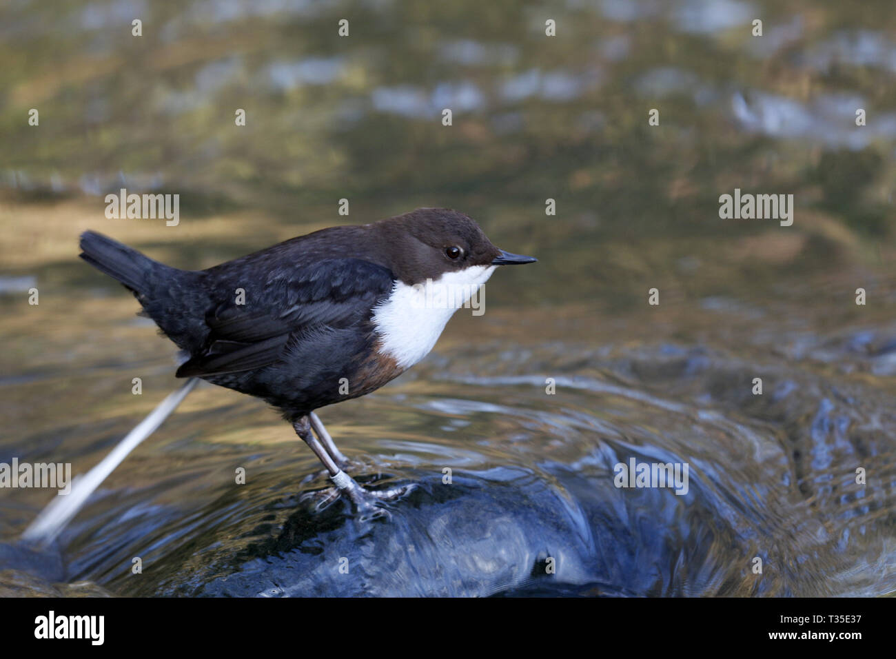 Bianco-throated Dipper, Cinclus cinclus, defecare Foto Stock