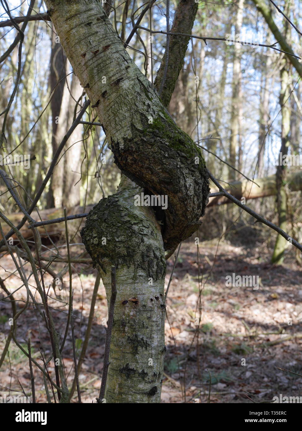 Un albero con un nodo nel tronco Foto Stock