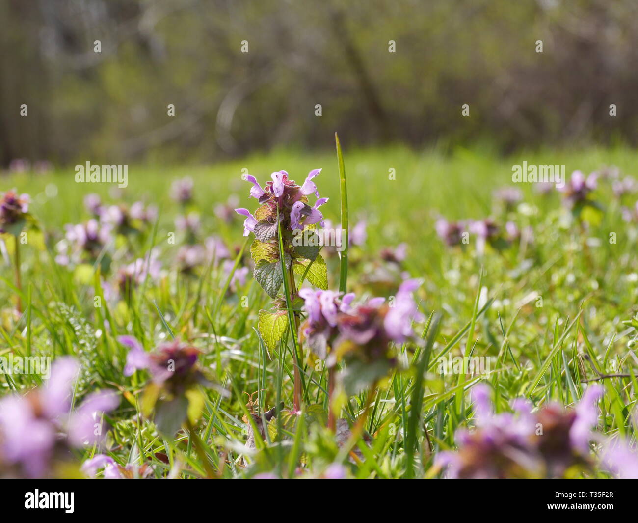 Cani vista di un prato con nettle morte e erba Foto Stock