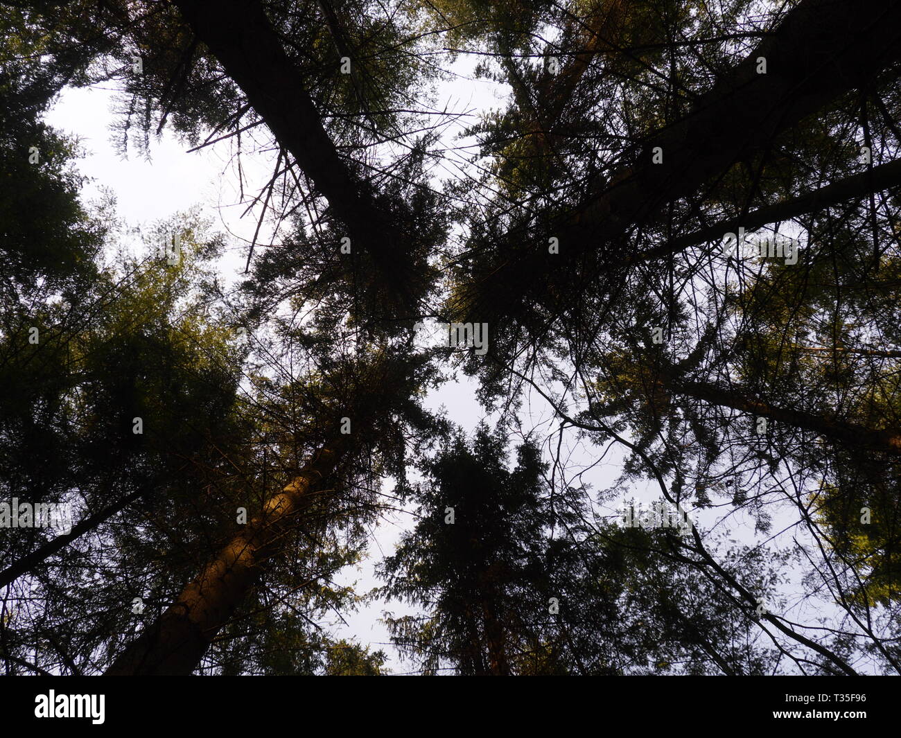 Vista dalla terra al cielo con douglas firs (Pseudotsuga menzieslii) tree tops Foto Stock