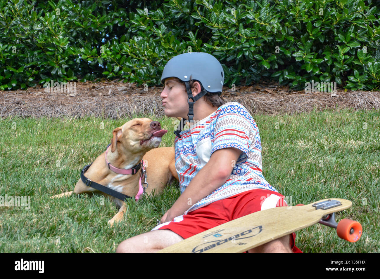 Un pit bull ama tirando il suo proprietario adolescente sul suo skateboard giù per la strada. Essi farlo una volta o due e poi giocare in erba a riposo. Foto Stock