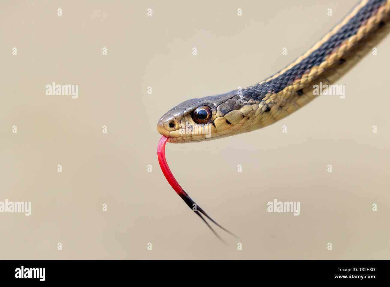 Common garter snake (Thamnophis sirtalis) con la lingua di fuori, Iowa, USA. Foto Stock