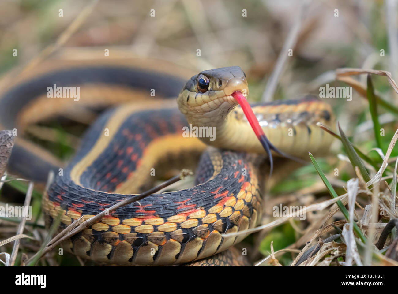 Common garter snake (Thamnophis sirtalis) con la lingua di fuori, Iowa, USA. Foto Stock