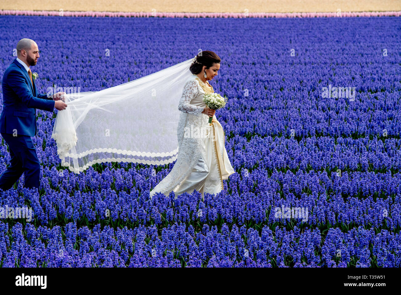 LISSE - een bruidspaar trouwen tulpenvelden staan in de bloei tulp tulpen , roos , rozen , bollenvelden staan in de bloei tijdens de bloembollen lente Foto Stock
