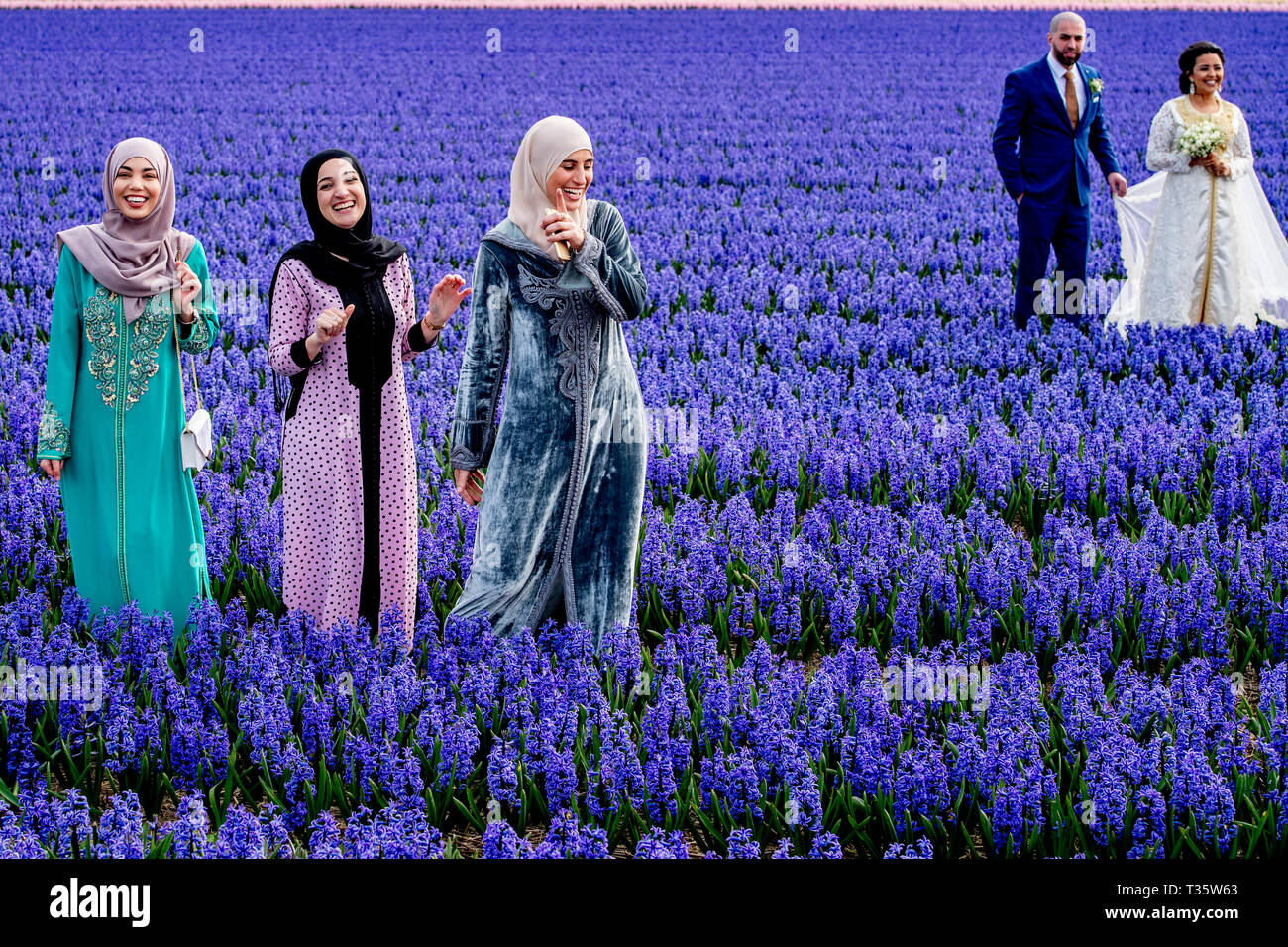 LISSE - een bruidspaar trouwen tulpenvelden staan in de bloei tulp tulpen , roos , rozen , bollenvelden staan in de bloei tijdens de bloembollen lente Foto Stock