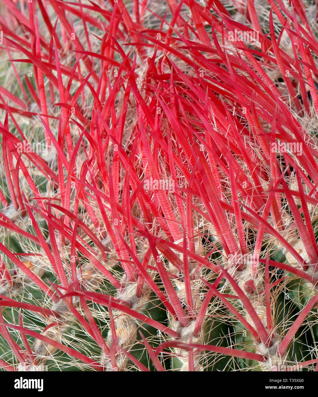 Spine rosse di un messicano fire barrel cactus (Ferocactus pilosus / piliferus), una specie endemica di Messico, Lanzarote, Isole Canarie. Foto Stock