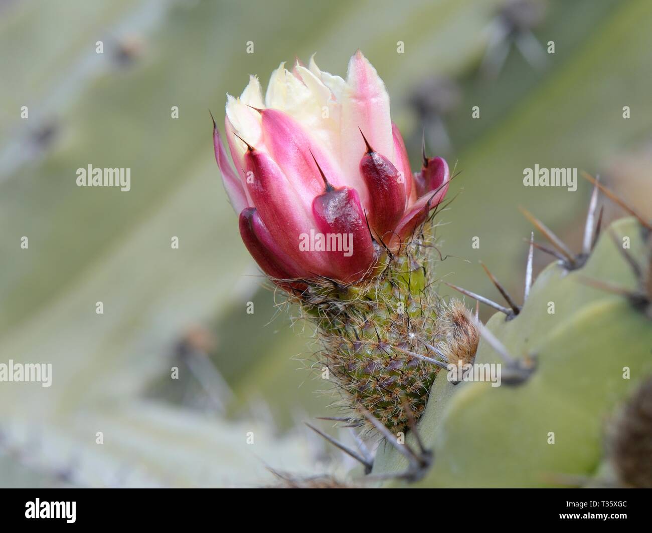 Tree cactus (Polaskia chende) un rosso IUCN specie elencate dal Messico, fioritura, Lanzarote, Isole Canarie, febbraio. Foto Stock
