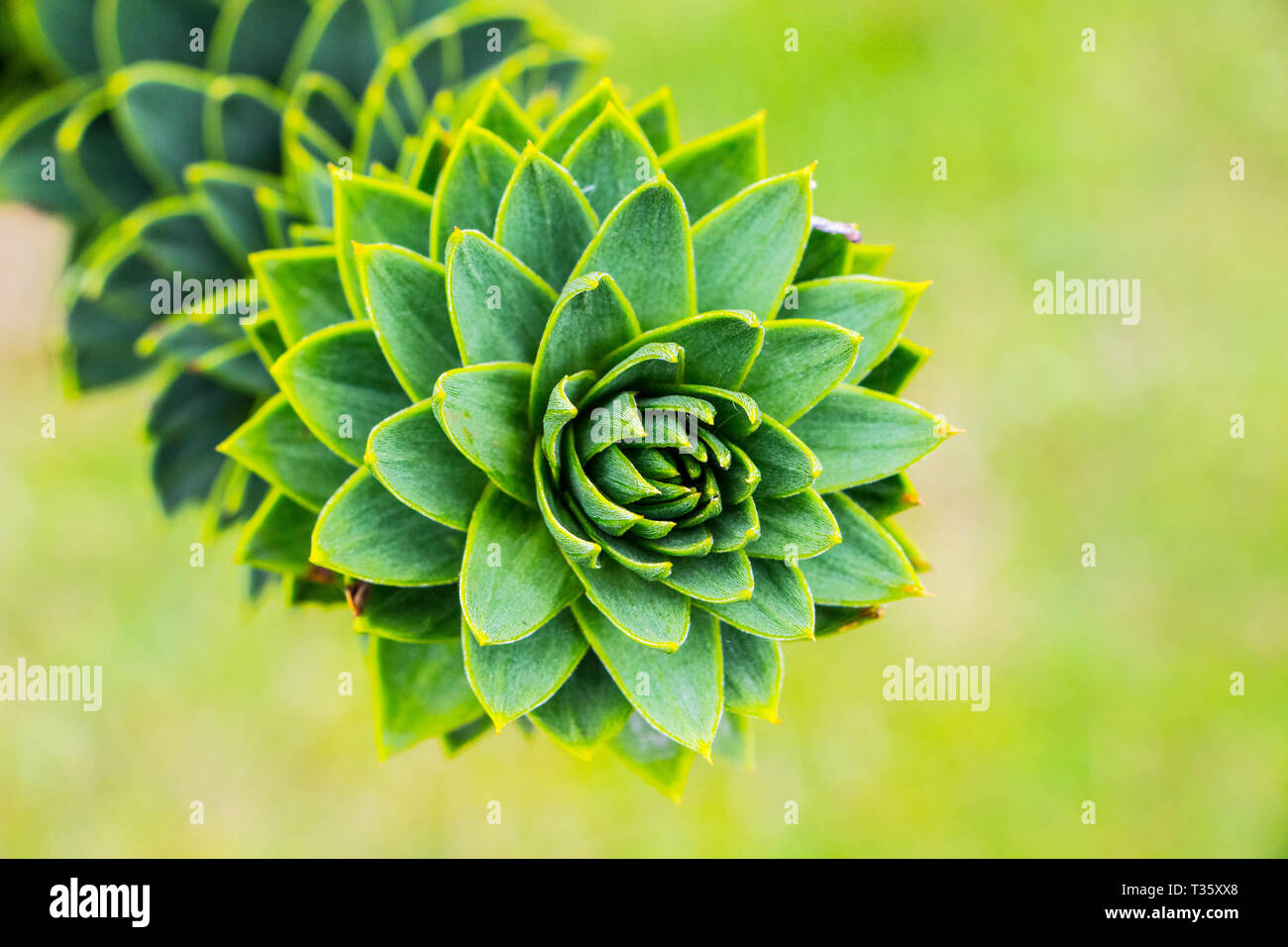 Disegno geometrico in dettaglio di monkey puzzle tree con sfondo sfocato Foto Stock