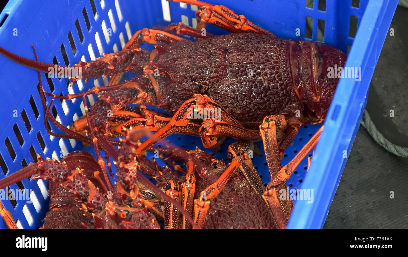 Grandi appena catturati southern rock lobster in Tasmania Foto Stock