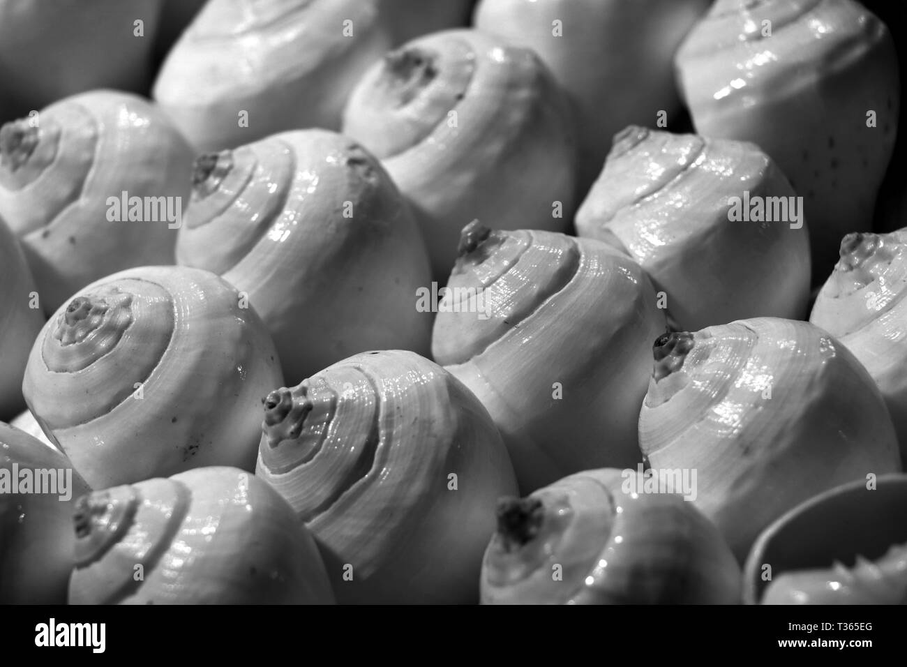 Conchiglie di mare nel mercato. Conch gusci a Puri mare spiaggia mercato serale. Bella conchiglie marine sulla sabbia. Odisha, India Foto Stock
