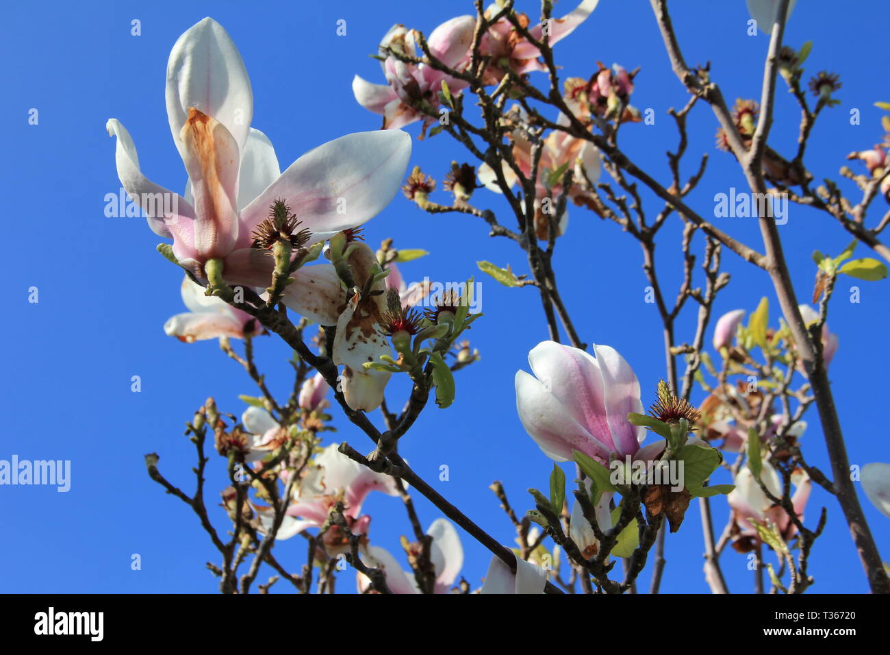 La crociera attraverso il Galles del Nord Foto Stock