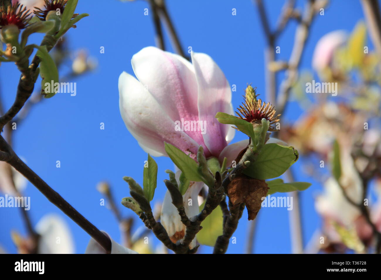 La crociera attraverso il Galles del Nord Foto Stock