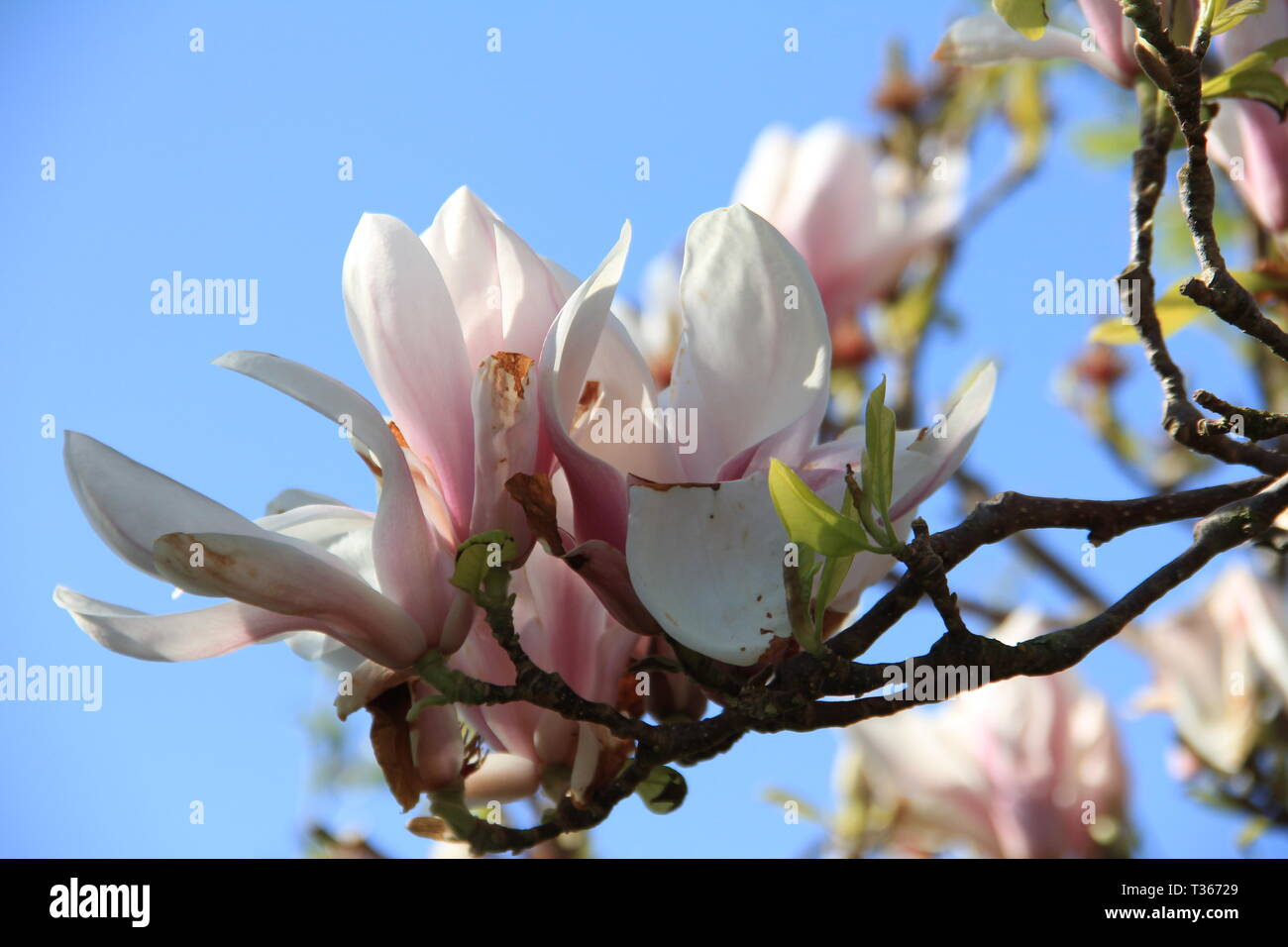 La crociera attraverso il Galles del Nord Foto Stock