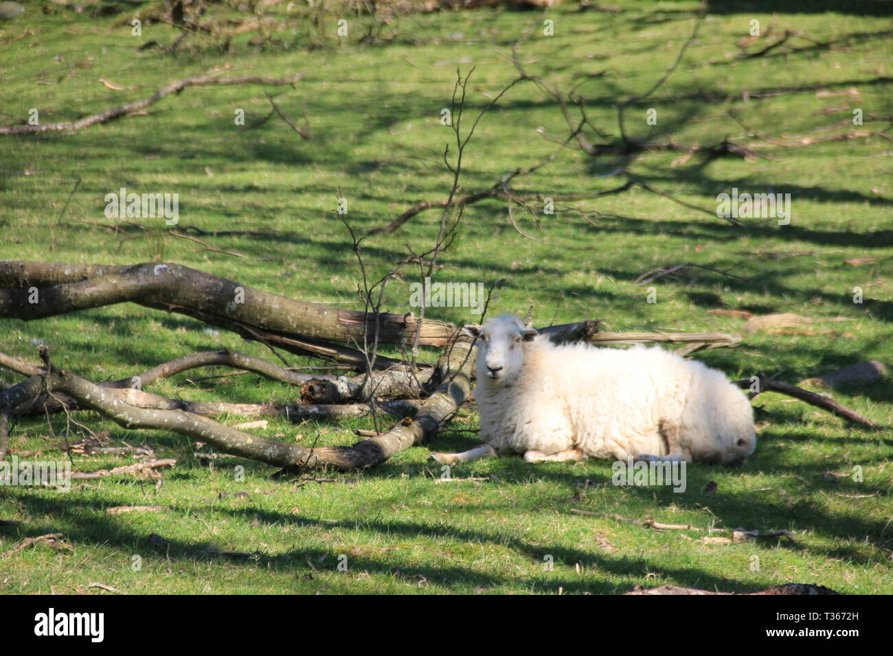 La crociera attraverso il Galles del Nord Foto Stock