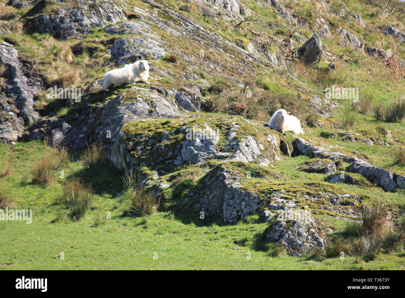 La crociera attraverso il Galles del Nord Foto Stock