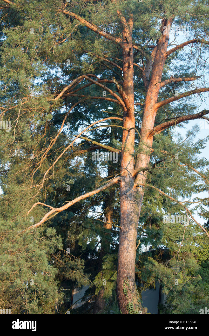 Il vecchio albero di pino sulla giornata di sole sul cielo blu Foto Stock