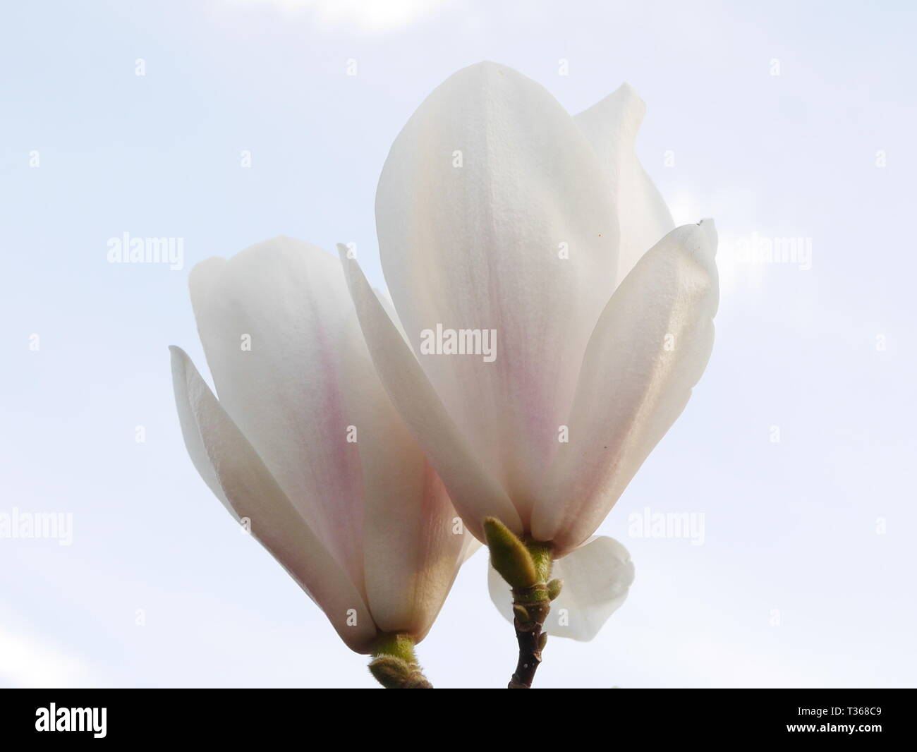 Vista laterale del grande bianco fiori di magnolia con sky in background Foto Stock