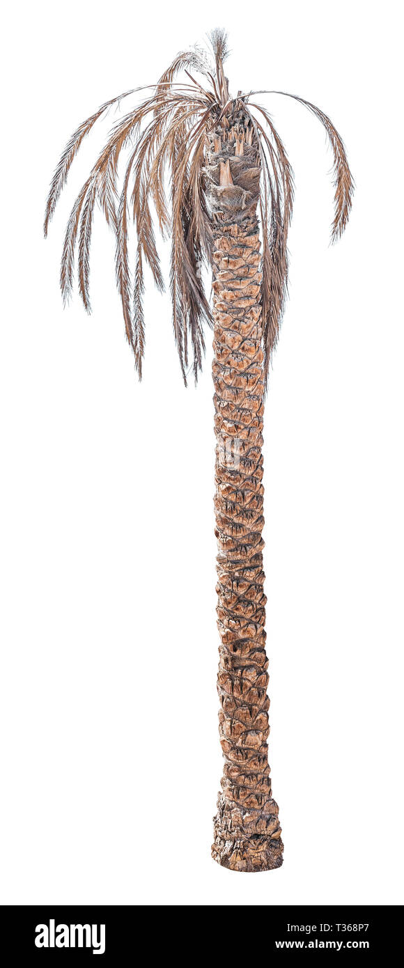 Data di morte Palm tree isolati su sfondo bianco Foto Stock
