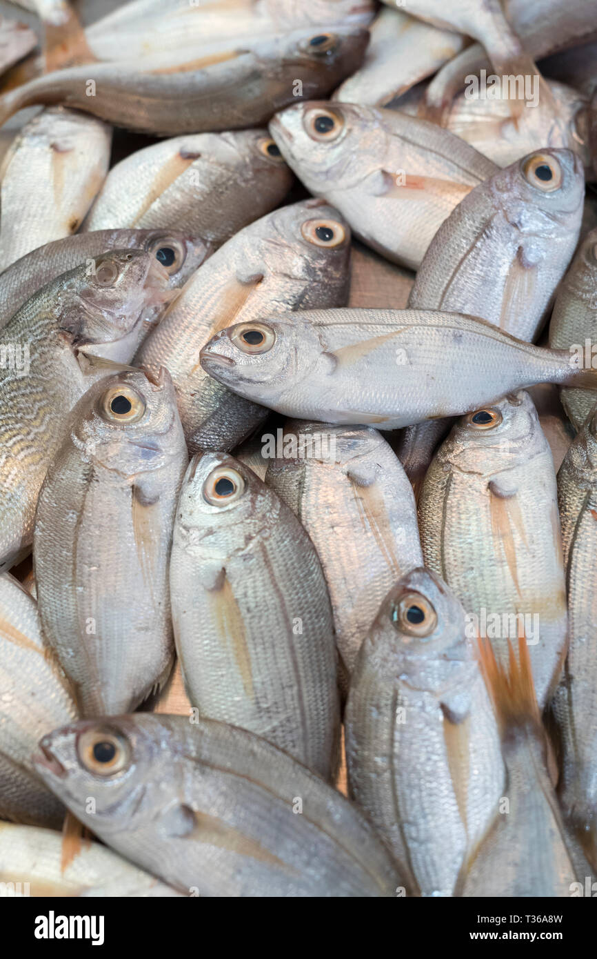 Pesce fresco sul display per la vendita sul mercato a stallo old street market - Mercado - in Ortigia, Siracusa, Sicilia Foto Stock