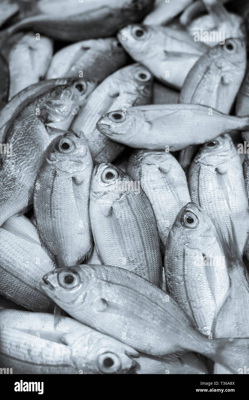 Pesce fresco sul display per la vendita sul mercato a stallo old street market - Mercado - in Ortigia, Siracusa, Sicilia Foto Stock