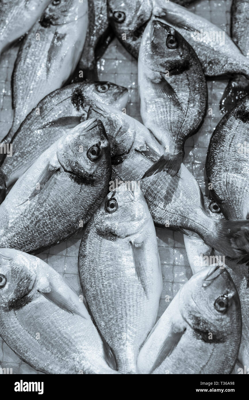 Pesce Daurade - Orate - sul display per la vendita sul mercato a stallo old street market - Mercado - in Ortigia, Siracusa, Sicilia Foto Stock