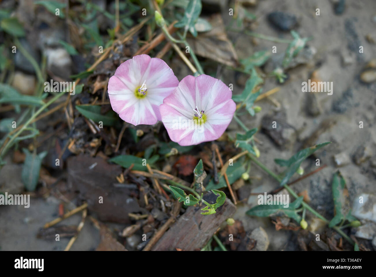 Bianco e rosa fiore di Convolvulus arvense Foto Stock