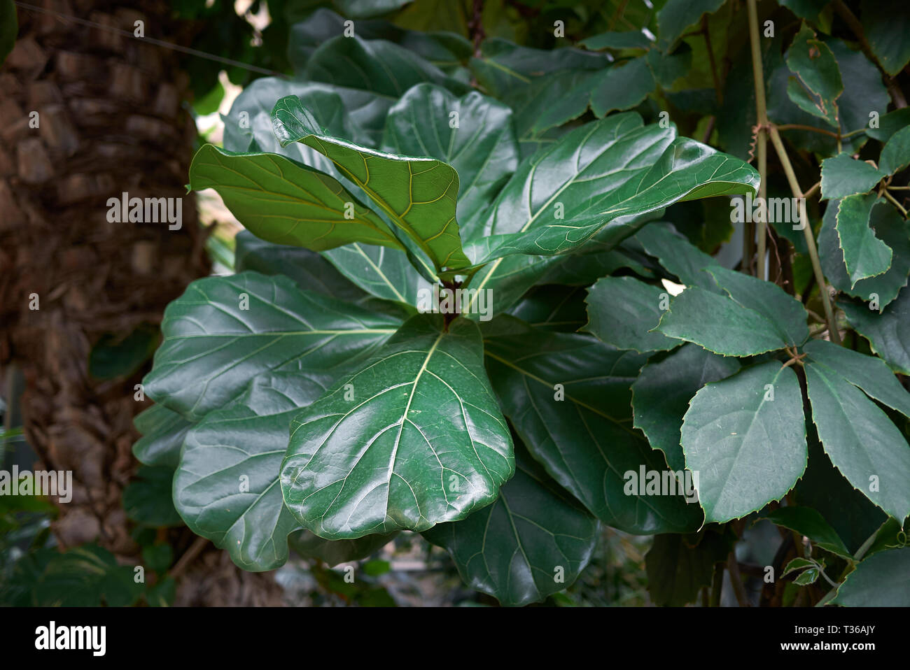 Ficus lyrata filiale vicina fino Foto Stock