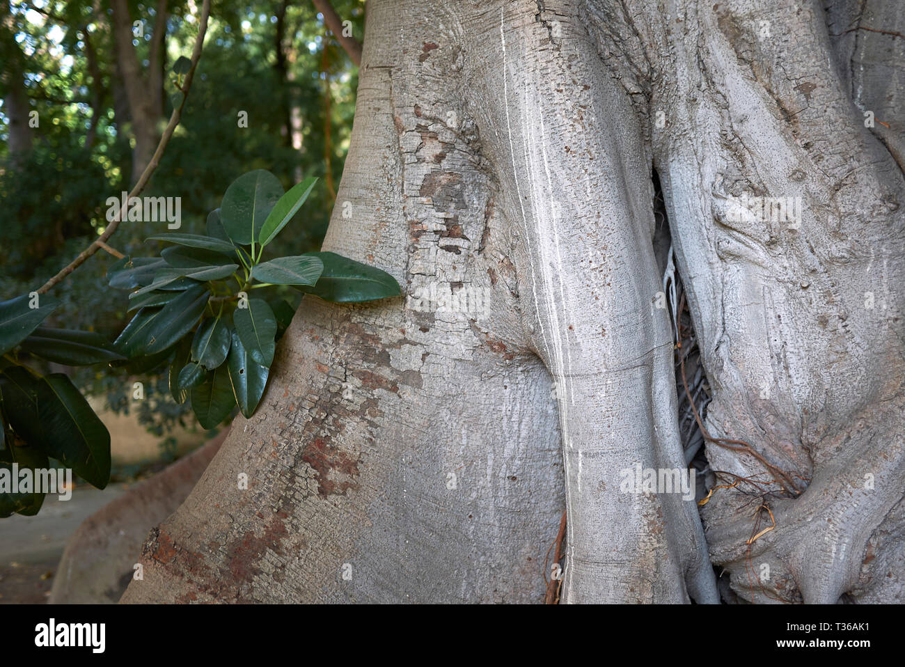 Ficus macrophylla tronco close up Foto Stock