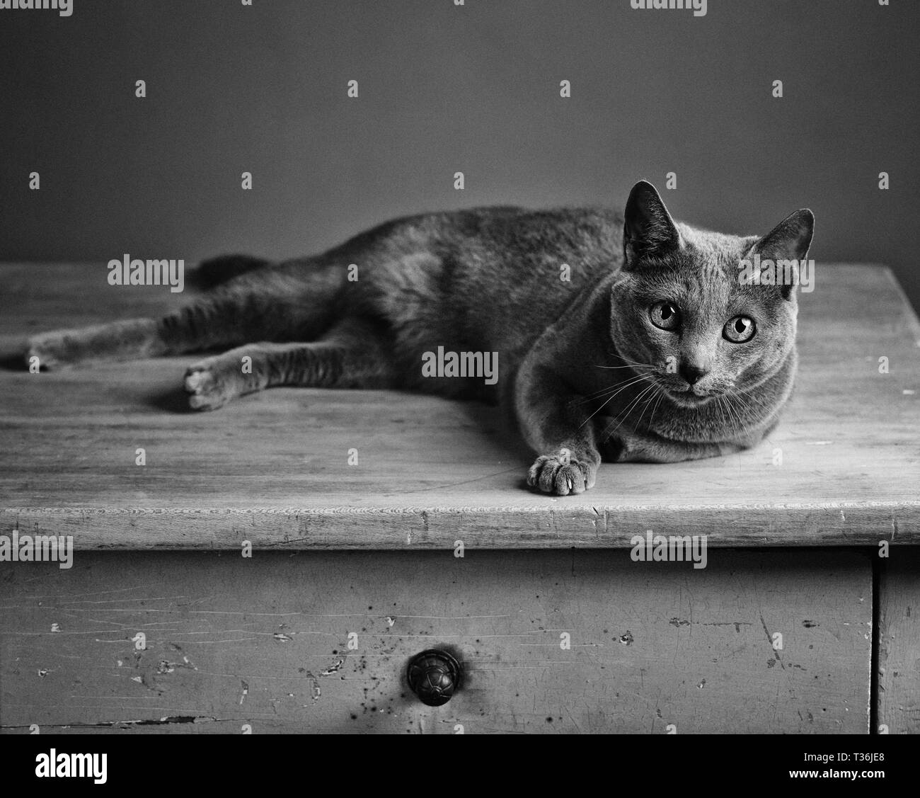 B&W Ritratto di un Blu di Russia Gatto sdraiato sul vecchio tavolo in legno Foto Stock