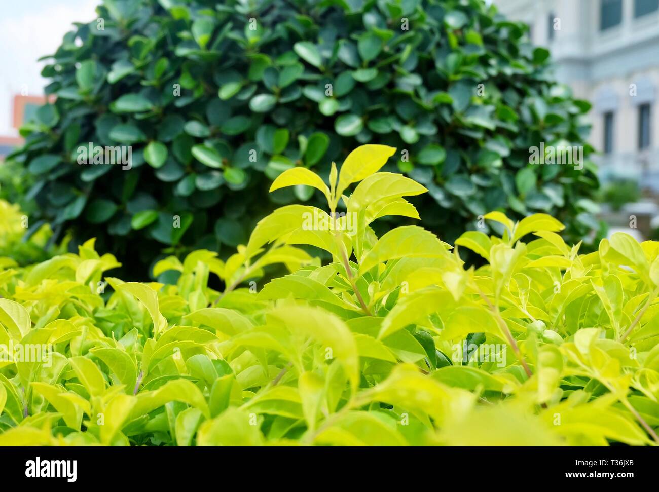 Duranta Erecta, Golden Dewdrop, Piccione Berry, Skyflower, Mavaetangi, Xcambocoche piante. Un impianto per la decorazione del giardino. Foto Stock