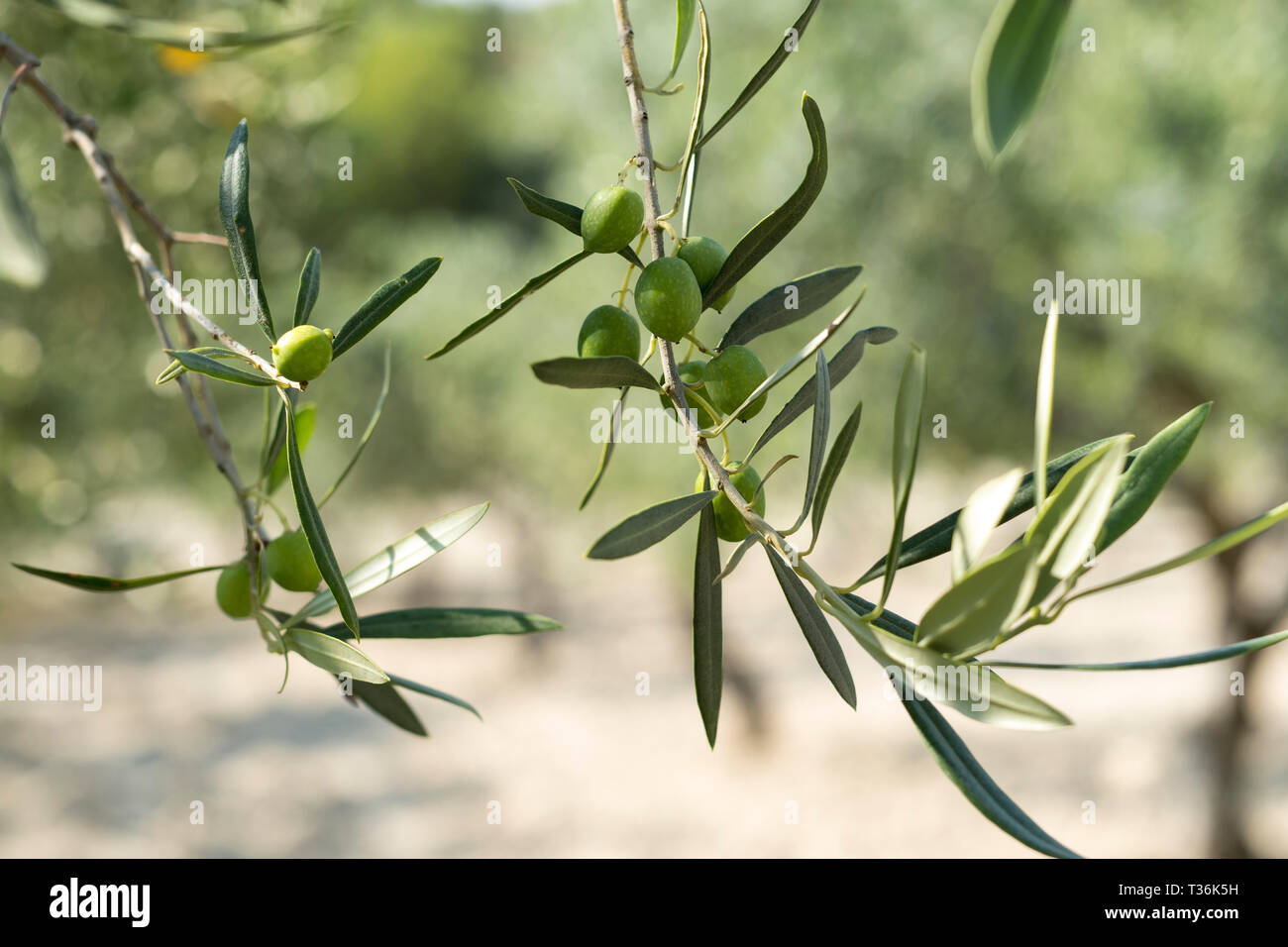 Nocellara del Belice siciliana di olive verdi crescente di olio extra vergine di oliva produzione presso l'Azienda Agricola Mandranova a Palma di Montechiaro in Sic Foto Stock