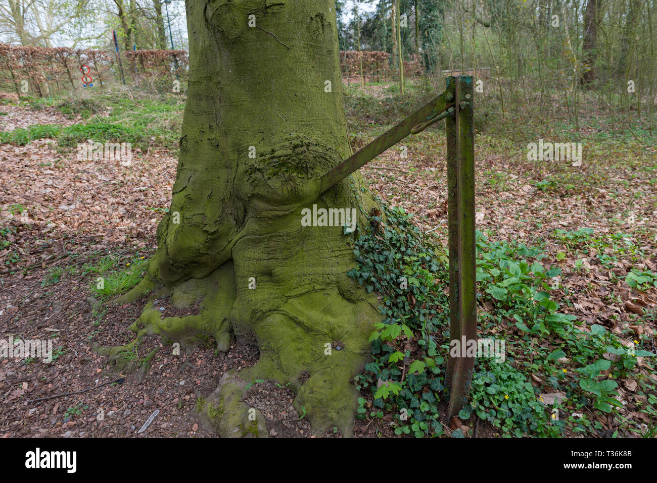 Albero cresciuto sulla trave in acciaio struttura. La pole è adsorbito ' ' dall'albero. Foto Stock