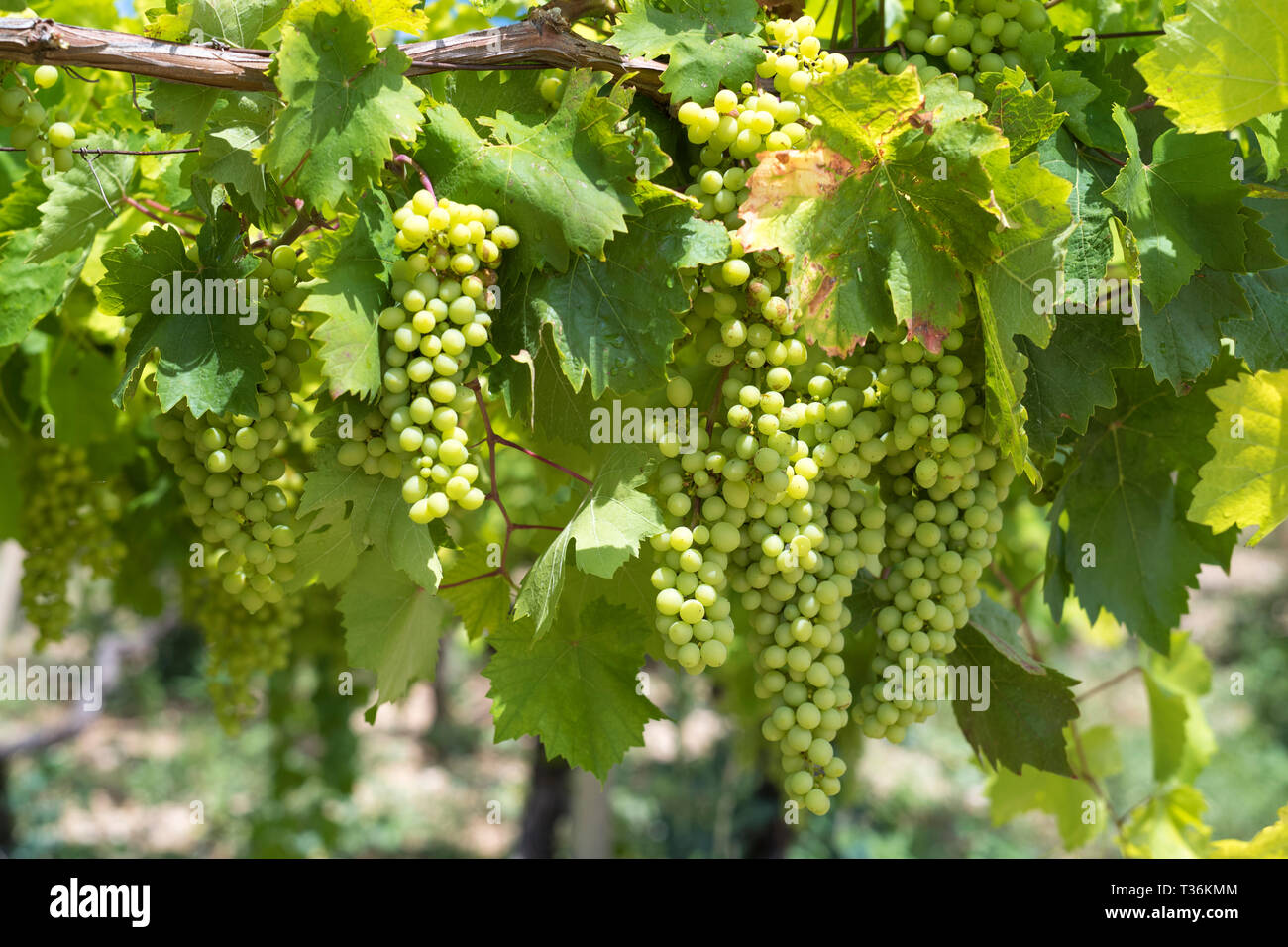 I grappoli di uva verde sulla crescente antico vitigno in vigneto per la produzione di vino bianco in Sicilia Foto Stock