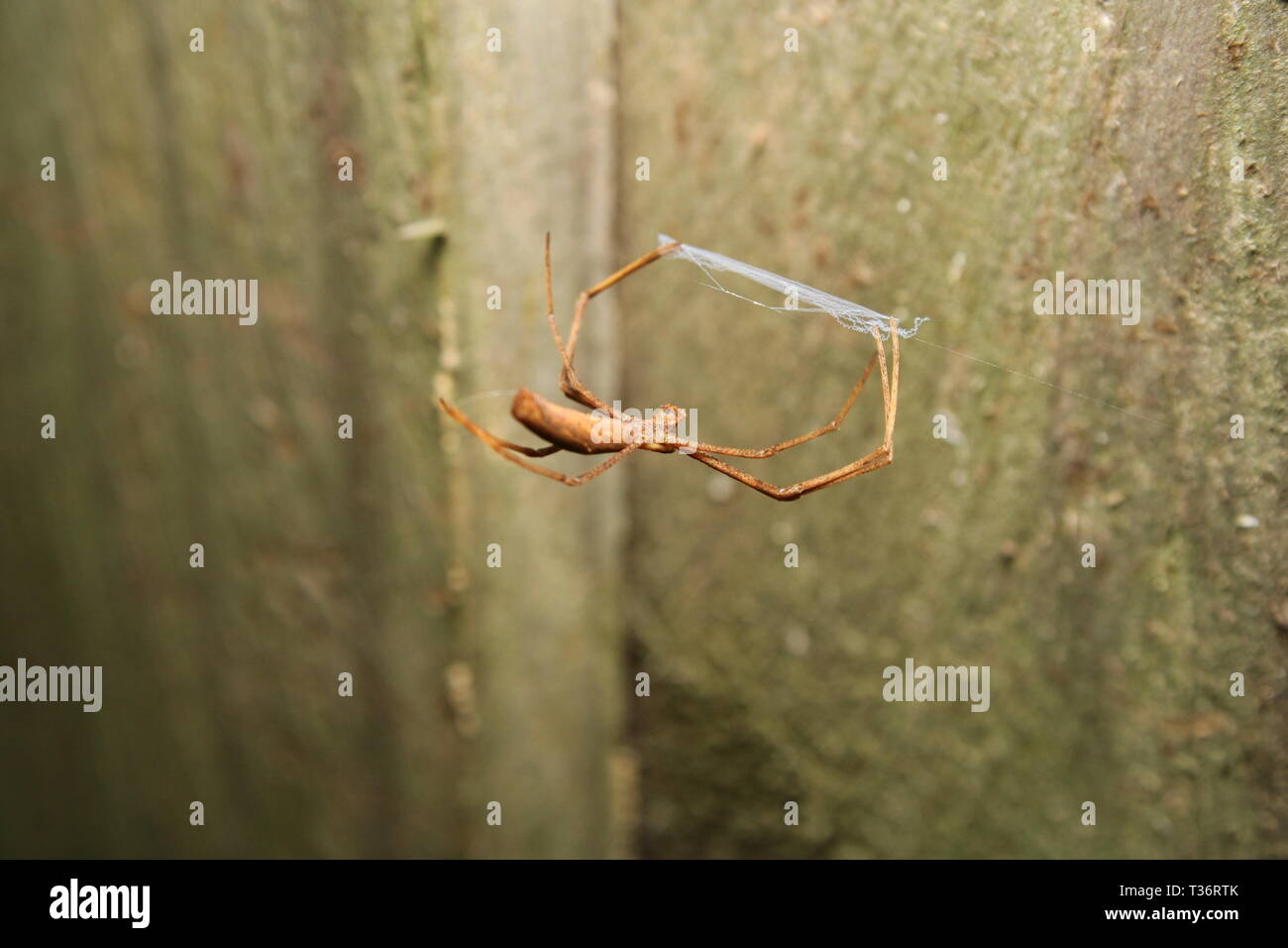 Rufous Net-Casting Spider 'Deinopis subrufa' Foto Stock