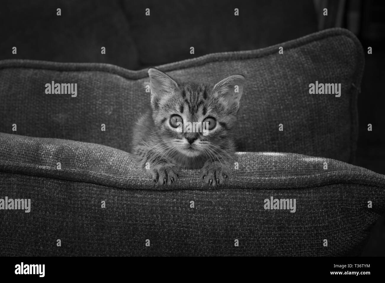 Un giovane orfano Tabby cat che è stato recentemente liberato gode di esplorare la sua nuova casa e in particolare adora nascosto tra i cuscini del divano. Foto Stock