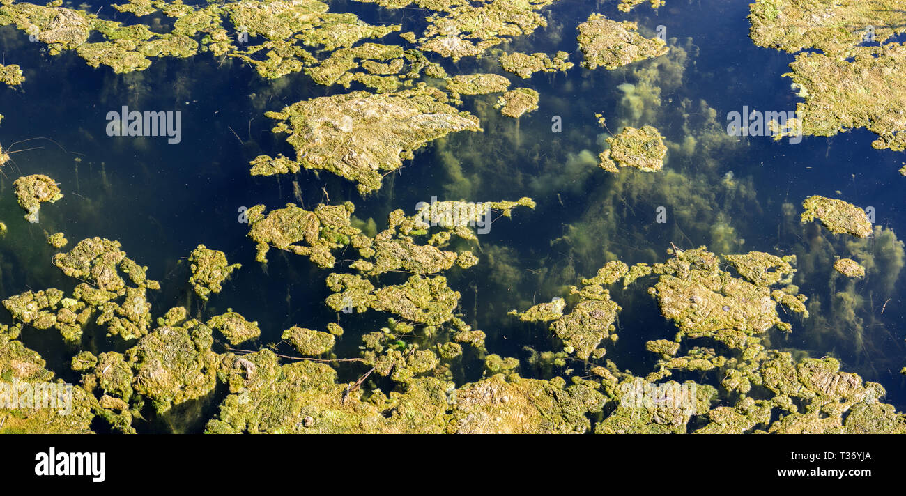 L'acqua stagnante sfondo con alghe. Le Alghe verdi sulla superficie del lago. Le Alghe verdi cluster. Foto Stock
