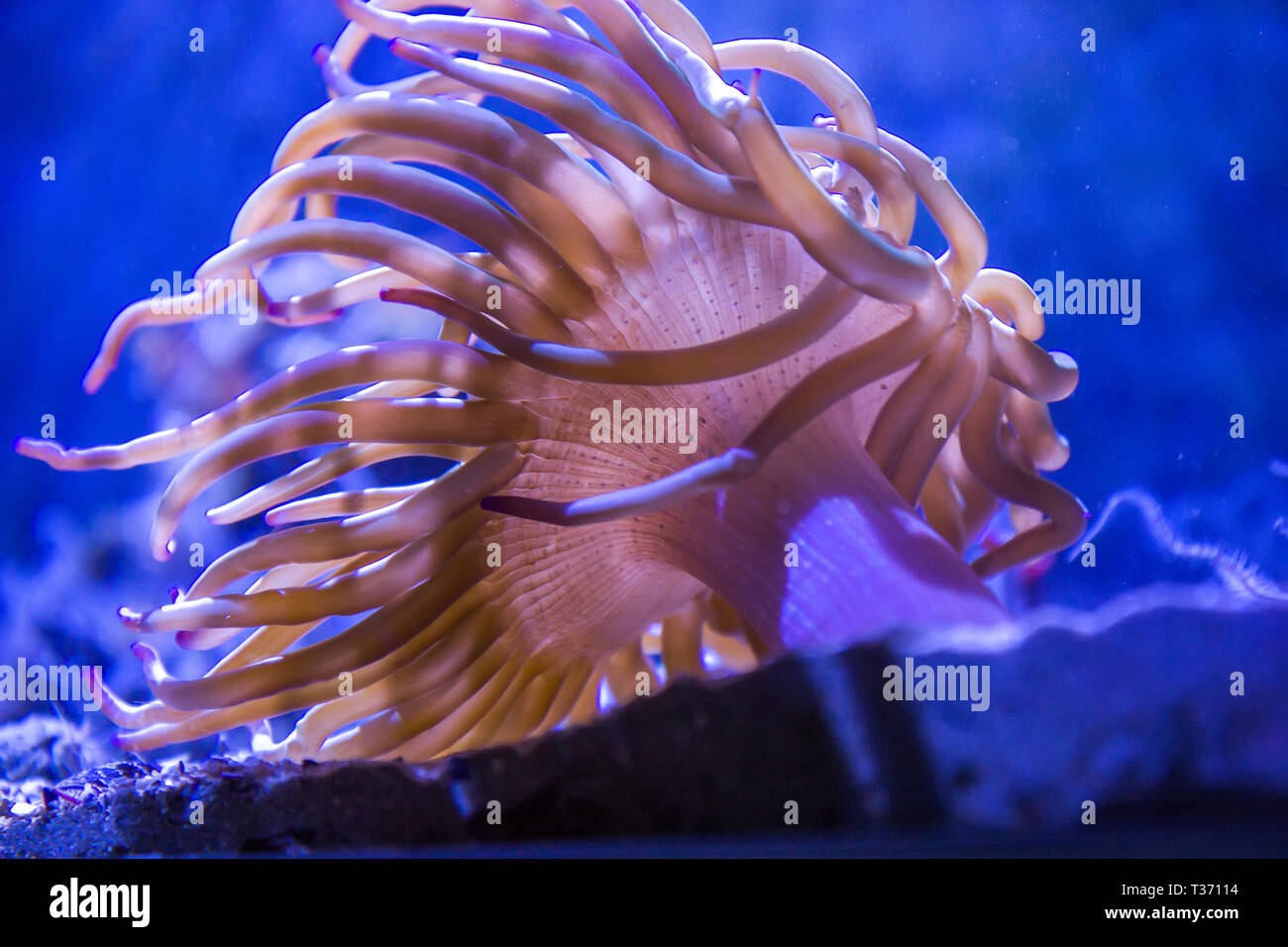 Anemone di mare Foto Stock