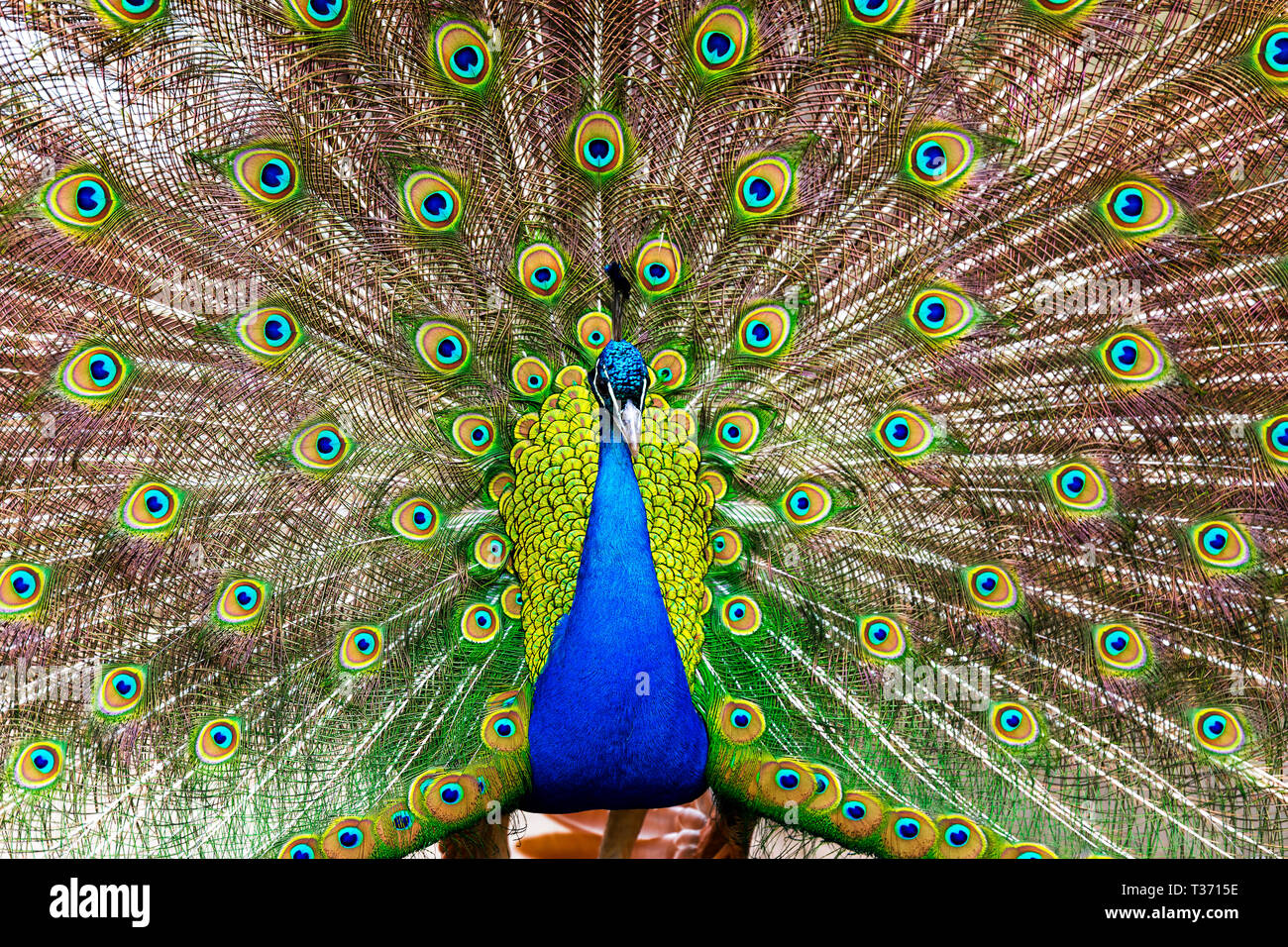 Maschio di uccello pavone con full fan di piume visualizzati. Foto Stock